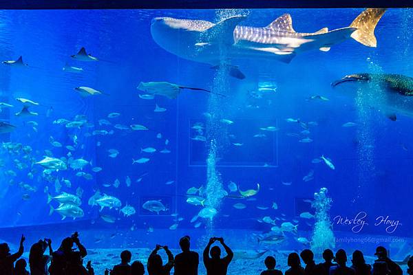 美之海水族館385.jpg