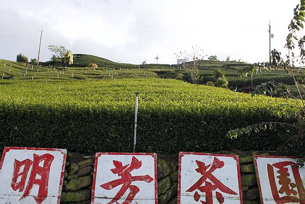 明芳茶園