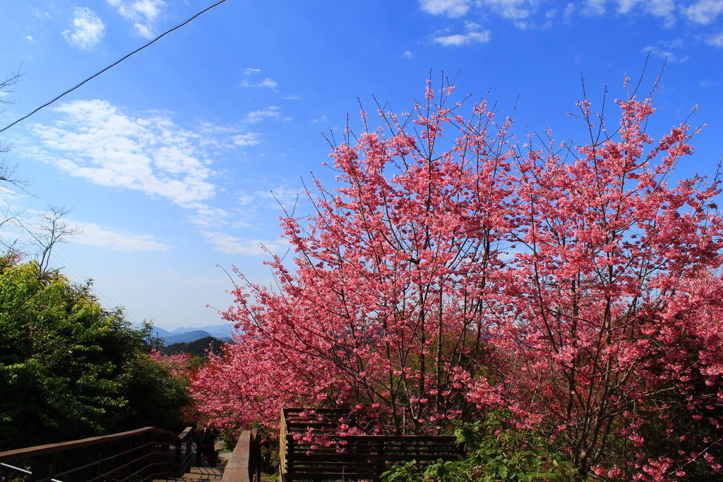 IMG_7115 IMG_7115