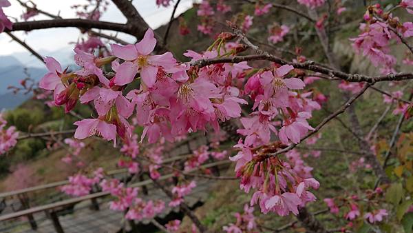 20170310_140218.jpg 20170310_140218.jpg