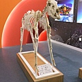 01-03可可托海地質公園博物館-三趾馬