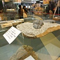 01-03可可托海地質公園博物館-三葉蟲化石