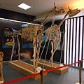 01-03可可托海地質公園博物館-古長頸鹿