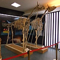 01-03可可托海地質公園博物館-古長頸鹿2