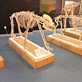 01-03可可托海地質公園博物館-巨獵狗