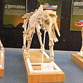 01-03可可托海地質公園博物館-乳齒象