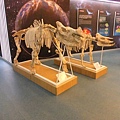 01-03可可托海地質公園博物館-披毛犀