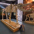 01-03可可托海地質公園博物館-鏟齒象