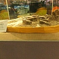 01-03可可托海地質公園博物館-鸚鵡嘴龍