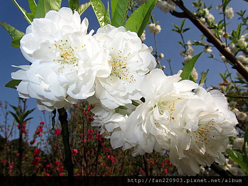 貓空杏花展笑容……