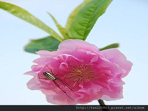 貓空杏花展笑容……