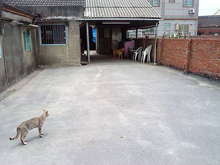 1000515_05貓咪走到前庭找小貓了