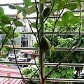 2011.7.19-3.香水檸檬.jpg