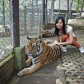 清邁 Tiger Kingdom.jpg