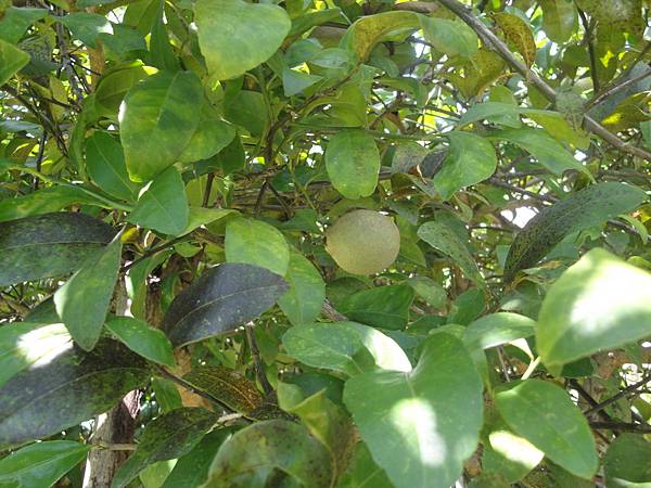 學煮泰國菜 at Thai Farm Cooking School.jpg