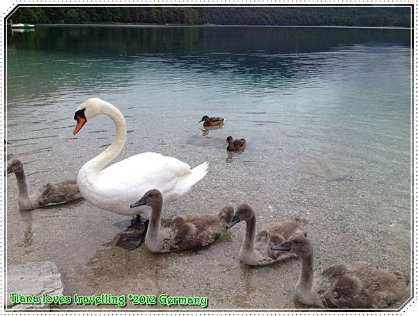 Schloss Hohenschwangau, Neuschwanstein 天鵝堡 07