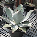 agave guadalajarana.jpg