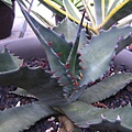 Agave marmorata.jpg