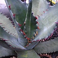 Agave marmorata 近.jpg