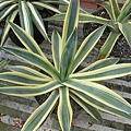 Agave Murpheyi.jpg