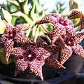 Orbea lutea subsp. vaga