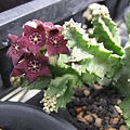 Caralluma hexagona