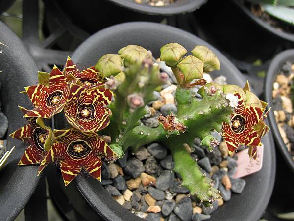 Caralluma crenulata