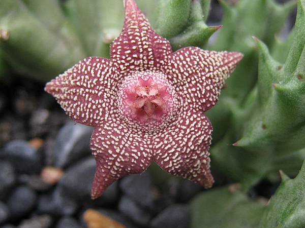 Orbea cooperi