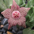 Orbea cooperi