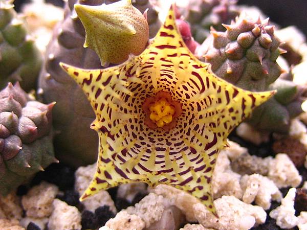 Huernia kennedyana