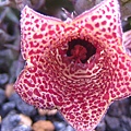 Huernia whitesloaneana