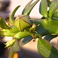 Frerea indica