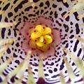 Huernia kennedyana