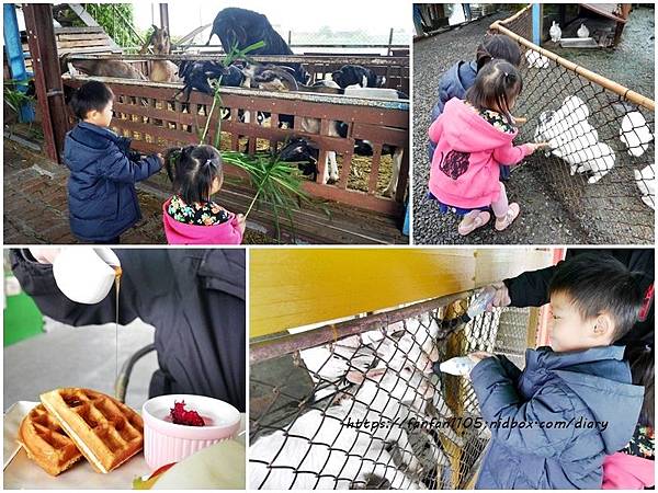 【宜蘭景點】可達羊場 #餵小動物 #擠羊奶 #羊奶冰淇淋DIY #下午茶 #宜蘭親子景點