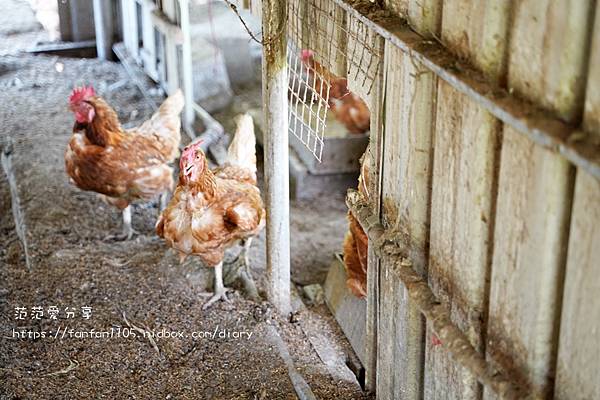 【宜蘭景點】日和3號農場｜豐富的食農教育 全家大小都適合｜撿雞蛋｜抱雞｜DIY鬆餅 #宜蘭親子景點 (22).JPG