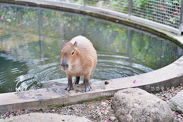 【桃園親子景點】蘇家莊園 #桃園景點 #大溪景點 #美拍 #餵小動物 #披薩 親子旅遊放鬆的好去處 (28).JPG