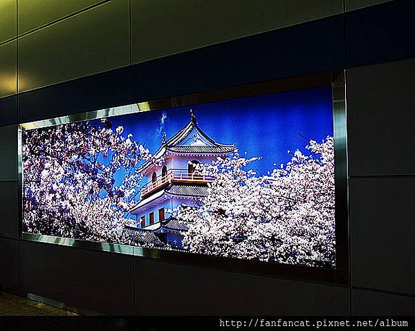 櫻花盛開的白石城