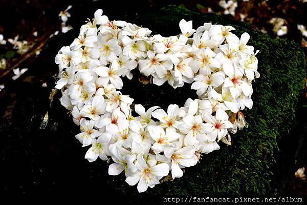 32476_1336026476XvPT