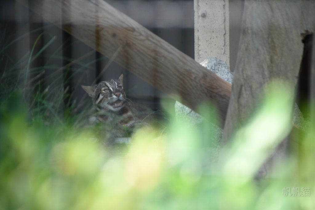 DSC_4532_副本 DSC_4532_副本
