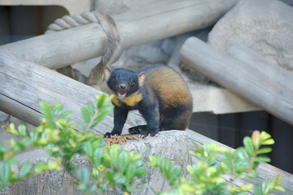 DSC_4441_副本 DSC_4441_副本