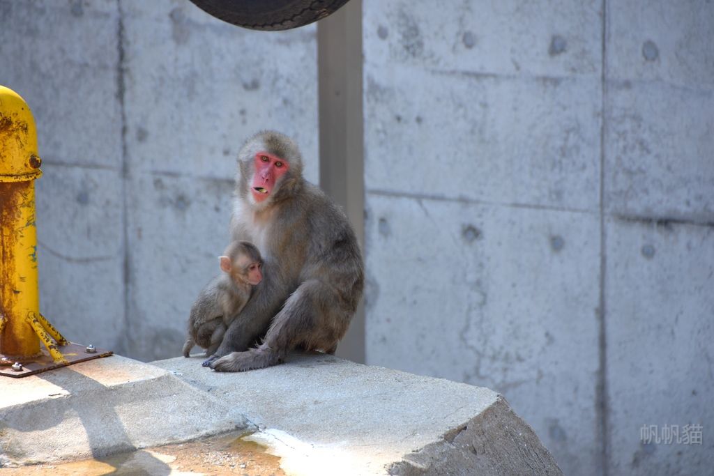 DSC_4637_副本 DSC_4637_副本