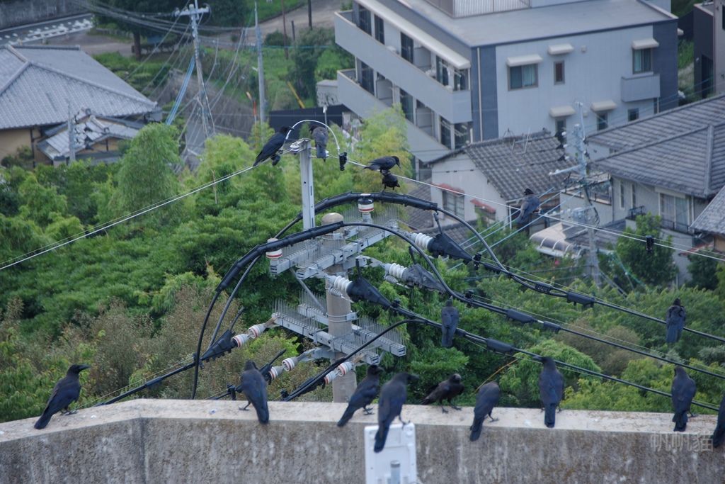 DSC_4842_副本 DSC_4842_副本