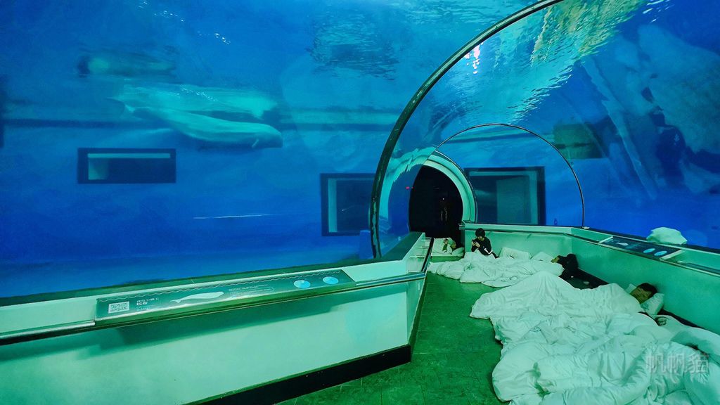屏東 國立海洋生物博物館夜宿海生館與小白鯨共眠 欣傳媒 屏東 國立海洋生物博物館夜宿海生館與小白鯨共眠 欣傳媒