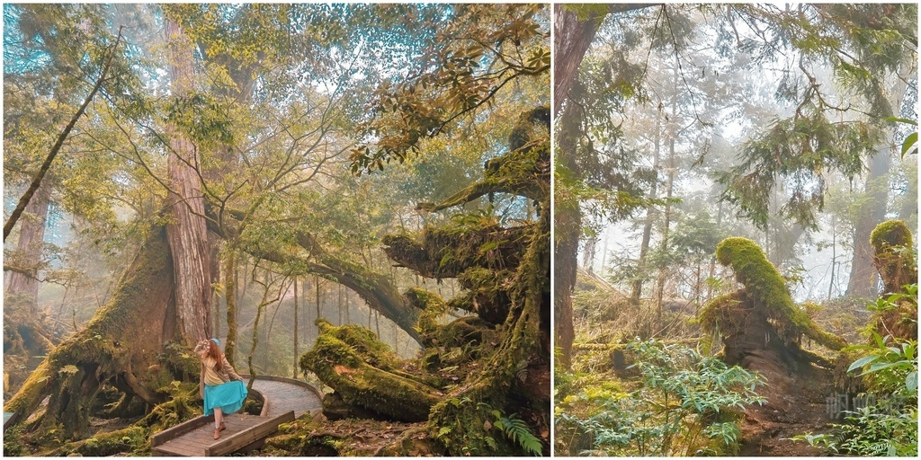 宜蘭力麗馬告生態園區,檜木,台灣扁柏,世界遺產潛力點,明池山莊,棲蘭山莊,森林步道,宜蘭,大同鄉,馬告生態園區,神木園,神木,森林,登山,健行