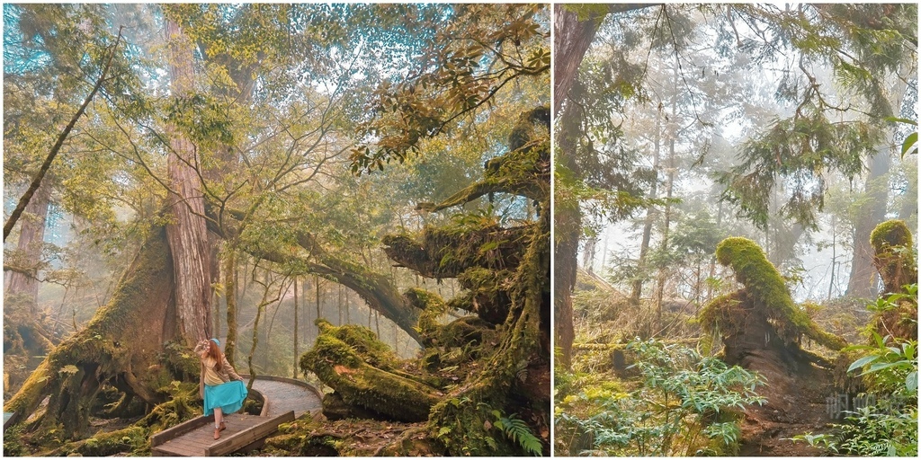 ,宜蘭,大同鄉,馬告生態園區,神木園,神木,森林,登山,健行,步道,