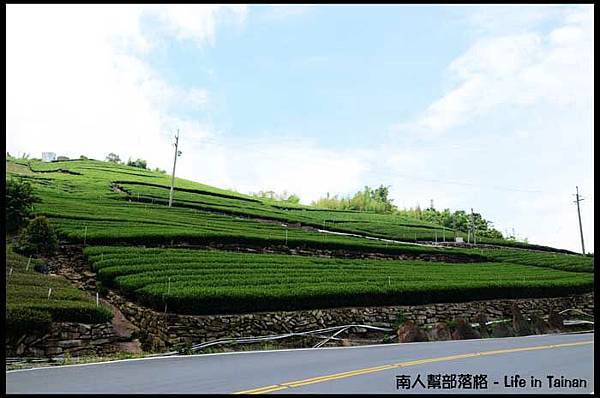 阿里山隙頂茶葉05.jpg