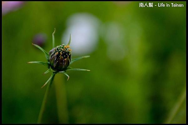 2013安定花海節-07