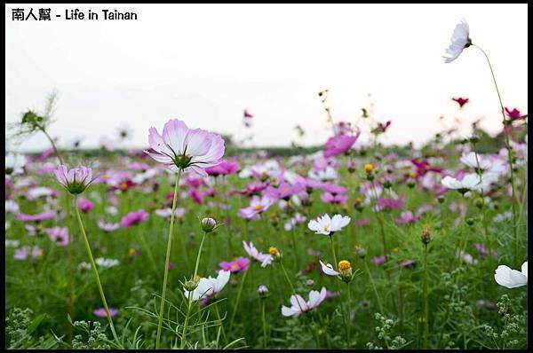 2013安定花海節-16