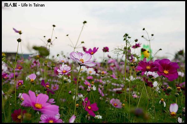 2013安定花海節-20