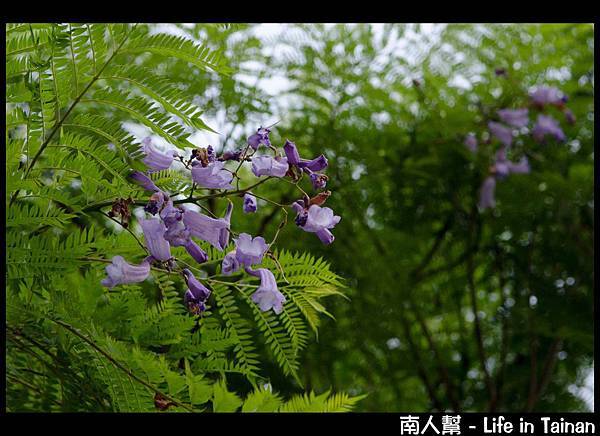 巴克禮公園--藍花楹01